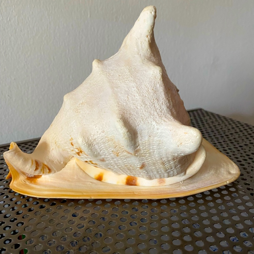 seashell